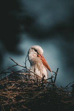 Stork in the nest