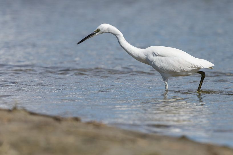 Little egret by Dennis Schaefer
