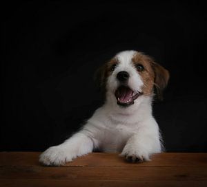 Honden: Jack Russel pup van Marjolein van Middelkoop