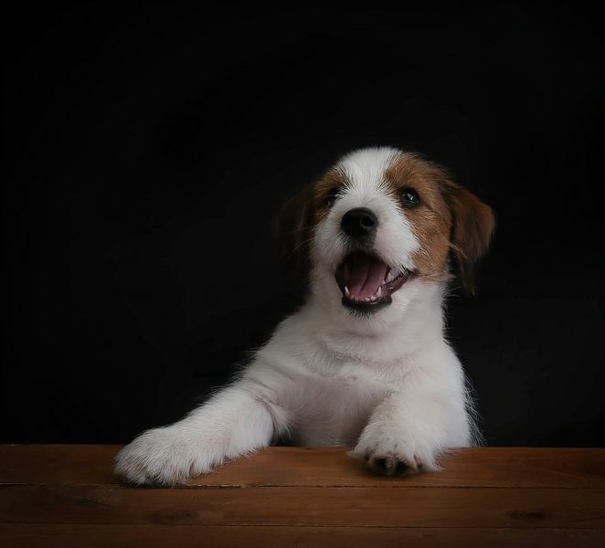 Les chiens : Chiot Jack Russel par Marjolein van Middelkoop