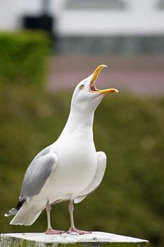 Zeemeeuw liet van zich horen