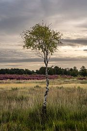 Die Limburger Heide 2 von Stories by light