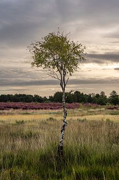 La lande limbourgeoise 2