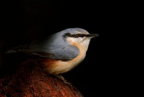 Boomklever claire d'obscure