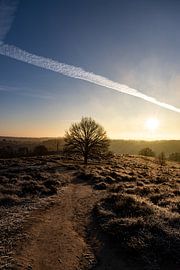 Sunrise by Koos de Vries