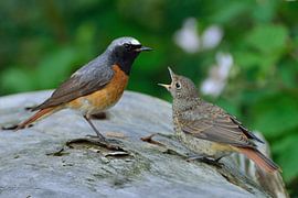 Bedelen... by Ruud Scherpenisse