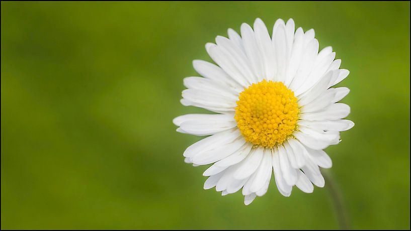 Margriet by Richard Kamphuis