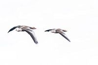 Grey geese