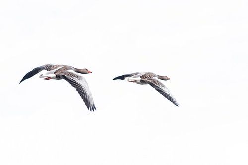 Grey geese by Yvon van der Laan