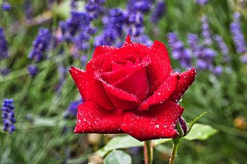 Rode roos met lavendel op de achtergrond van Carl-Ludwig Principe