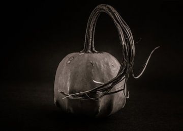 Kürbisse Nr. 14 von The Learning Curve Photography