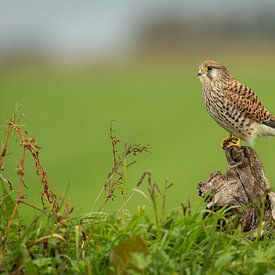 Torenvalk van antonvanbeek1957