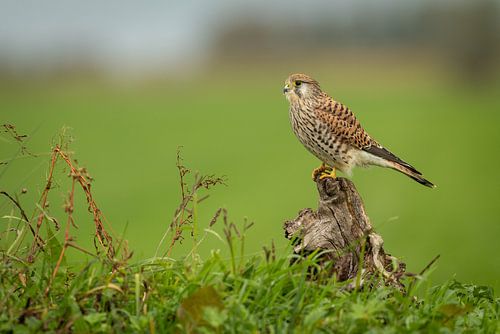 Torenvalk van antonvanbeek1957