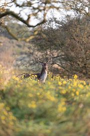 A gathering at the Amsterdam Water Supply Dunes by Manon Huls