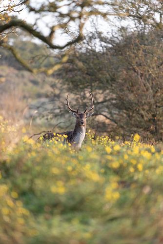 Ontmoeting op de Amsterdamse Waterleidingduinen van Manon Huls
