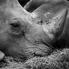 Schlafendes Nashorn von JustPictures_bySven
