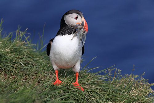 Papegaaiduikers met zandalen IJsland