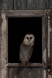 Barn Owl in Window: Mystical Atmosphere by Thijs Schouten