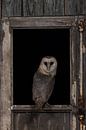 Barn Owl in Window: Mystical Atmosphere by Thijs Schouten thumbnail