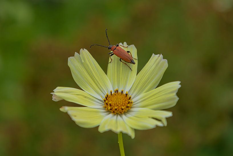 Boktor op Cosmea van Boetiek Fotogeniek
