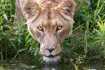 Une lionne assoiffée vous regarde, concentrée. sur Barbara Kempeneers