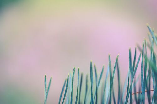 Macro shot from a pine-tree