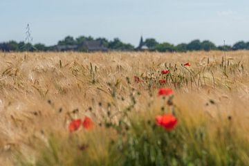 Zomer! by Evelien Heuts-Flachs