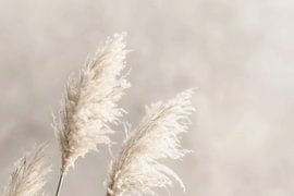 Pampas grass in soft beige tones by Poster Art Shop