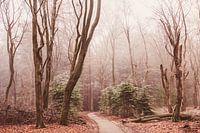 Winters Speulderbos