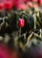 Lonely tulip in the morning dew - Dutch simplicity