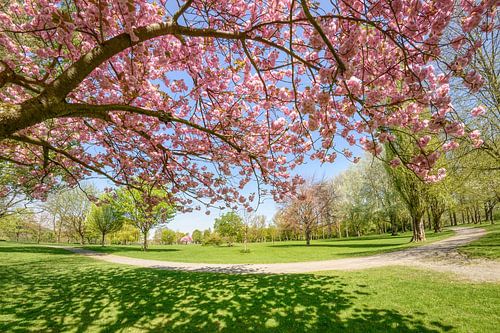 Unter einem blühenden Kirschbaum