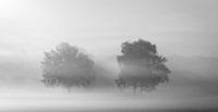Morning mist