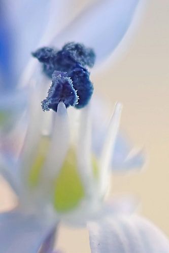 Blues