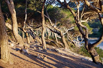 Dennenbos in Mallorca van cuhle-fotos
