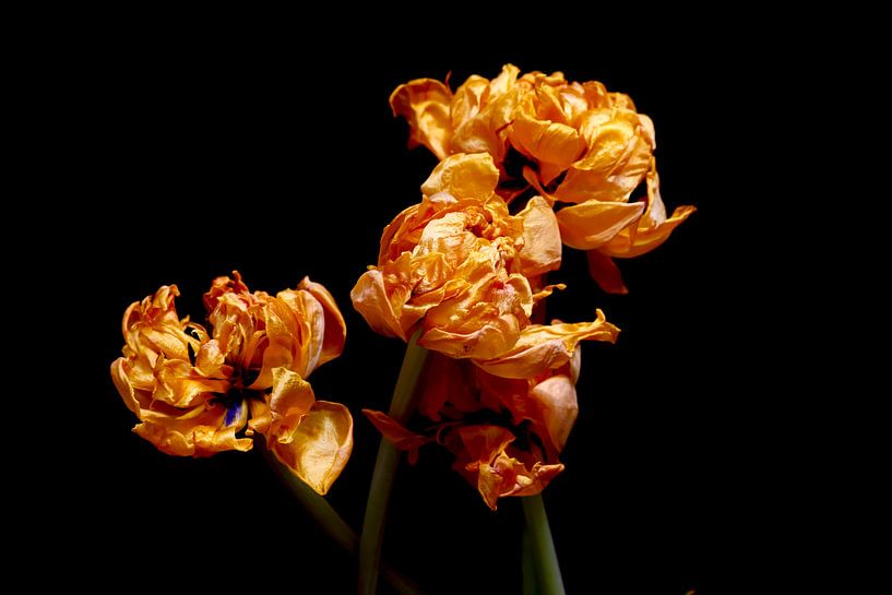 Transience by Thomas Jäger