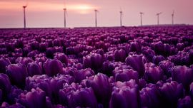 Purple tulips in the polder full of windmills by Hans de Waay