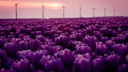 Paarse tulpen in de polder vol met windmolens