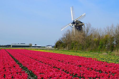 Naast de windmolen