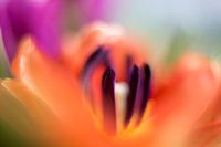 Orangefarbene Tulpe