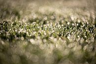 Tau auf dem Rasen an einem frühen Septembermorgen mit einem schönen Bokeh von KB Design & Photography (Karen Brouwer) Miniaturansicht