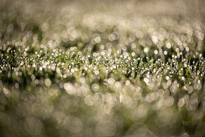 Tau auf dem Rasen an einem frühen Septembermorgen mit einem schönen Bokeh