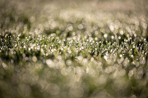 Dew on the grass on an early September morning with a nice bokeh