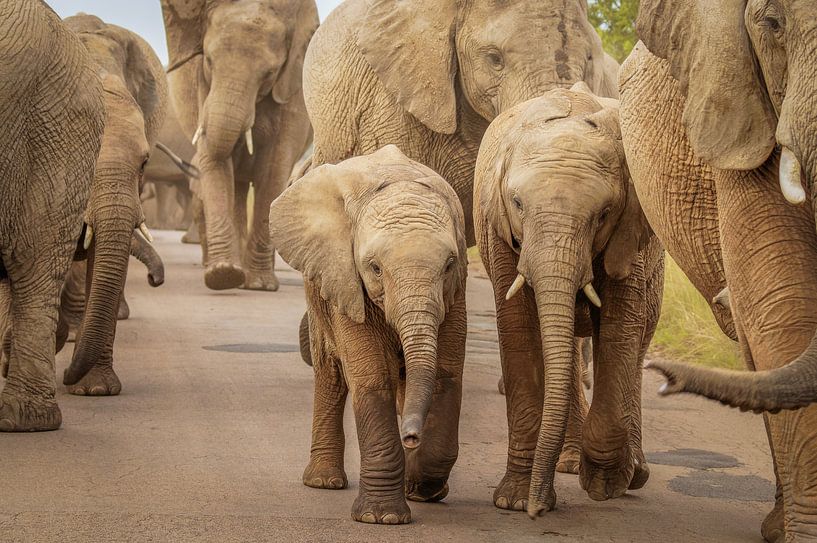 Un troupeau d'éléphants avec des petits au milieu. par Gunter Nuyts