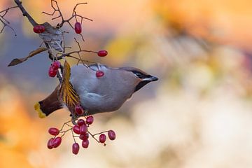 Vogels | Pestvogel in een gekleurde omgeving van Servan Ott