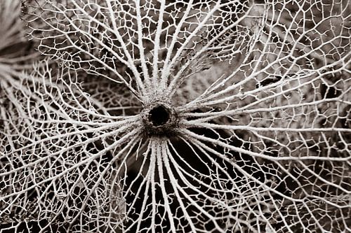 Hortensia