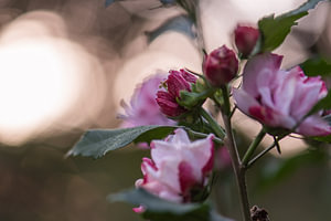 rosa Weichheit