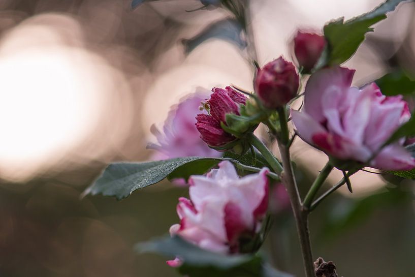 pink softness by Tania Perneel