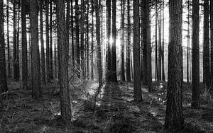 Forest in black&white von Wethorse Heleen