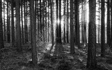 Forest in black&white von Wethorse Heleen