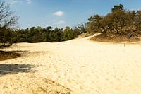 Drunen dunes near Giersbergen 9